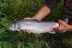 trout
