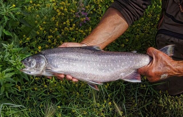 Fishing for trout