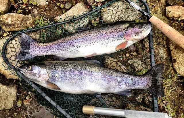 stream fishing
