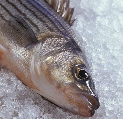 striped bass