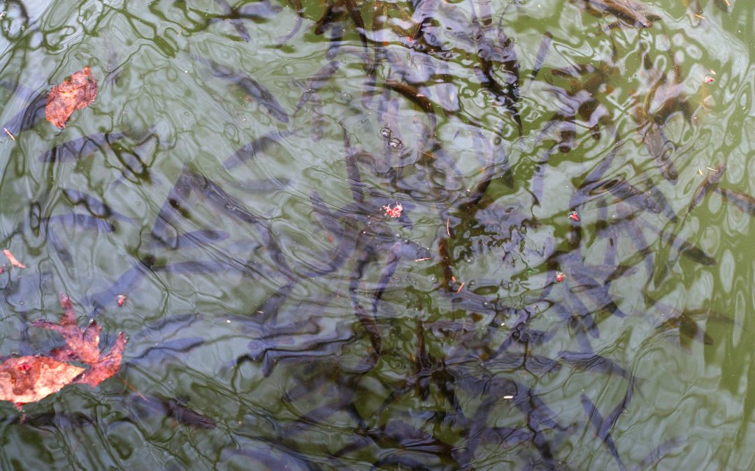 How to Catch Big Trout in Small Streams: A Beginner’s Guide