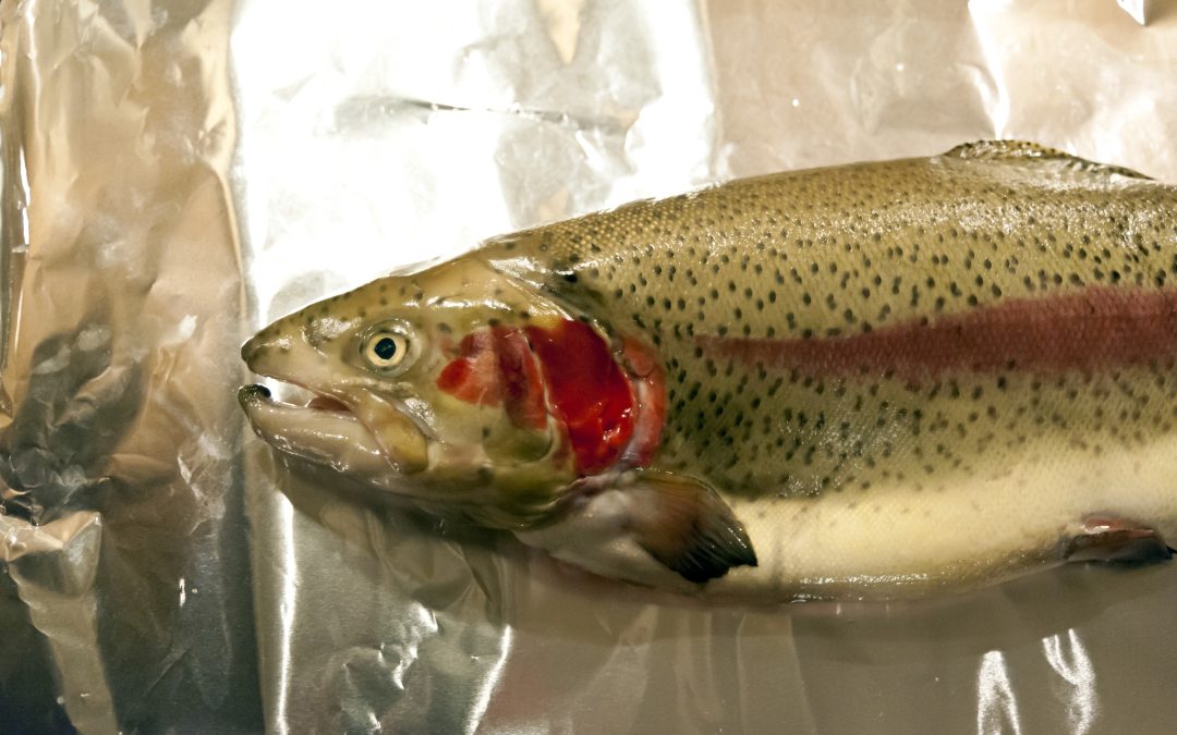 How to Catch the Biggest Trout in Your Next Fishing Adventure